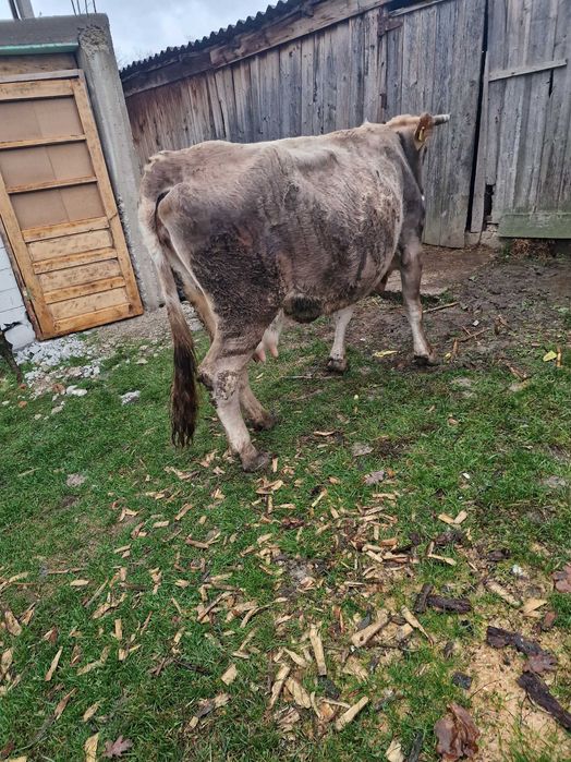 Vaca si taurasi de vânzare