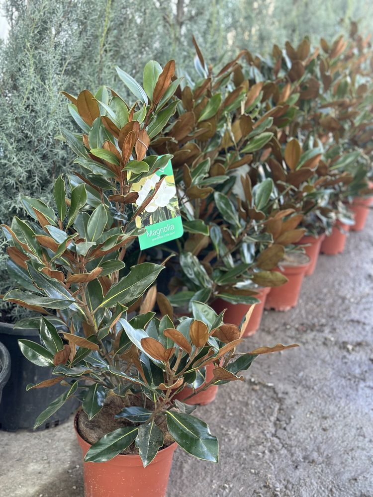 Магнолия Литл Джем Magnoliya Litl Gem