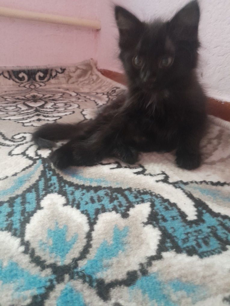 Qiz mushuklaaarr