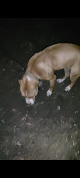 Кубинец Стаффорд СРОЧНО