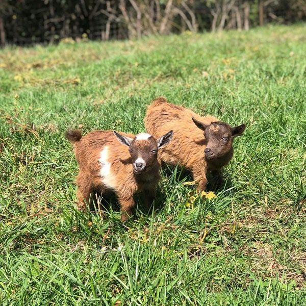 Vand capre pitice nigeriene