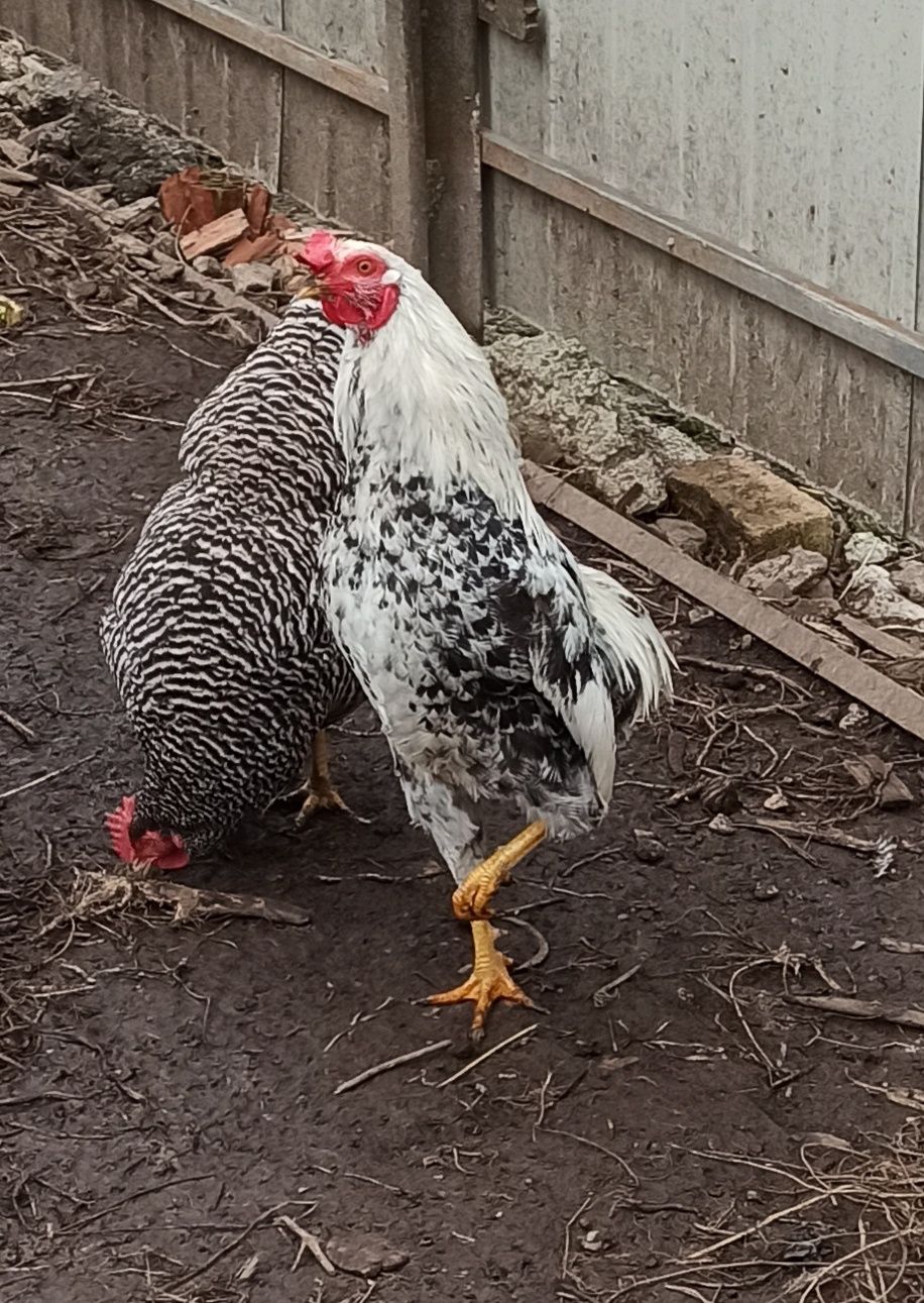 Cocos araucana ameraucana