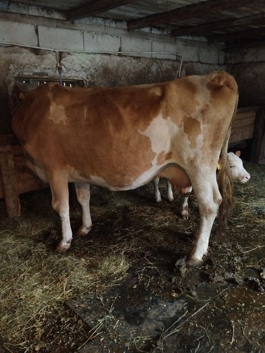 Vând vaca bună 8 ani
