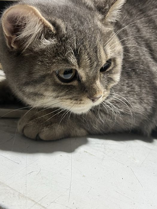 Scotish strayt sotiladi