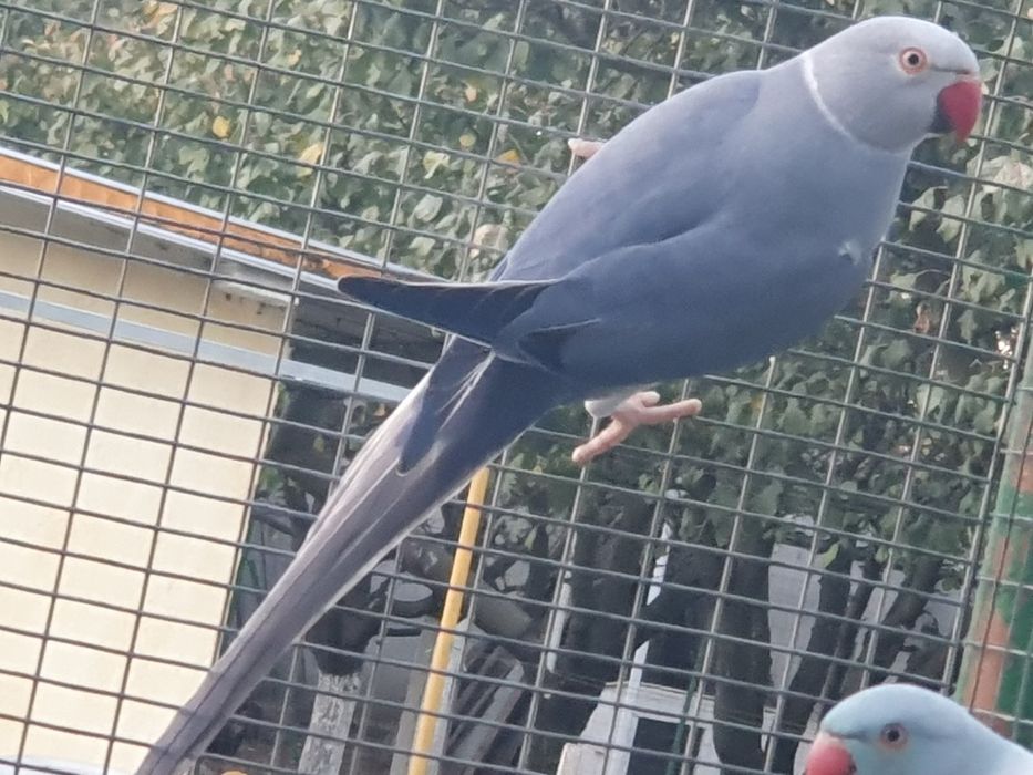 Papagali Micul Alexandru, 2024, ADN