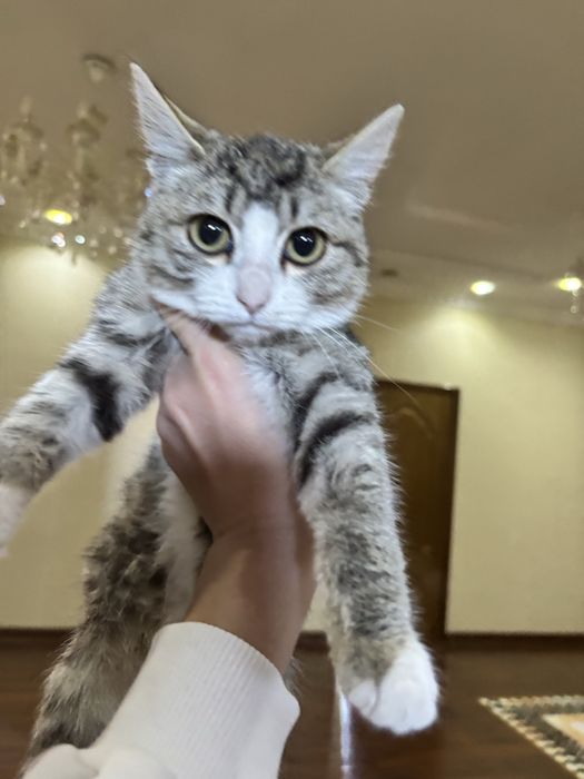 Мысық тегін береміз