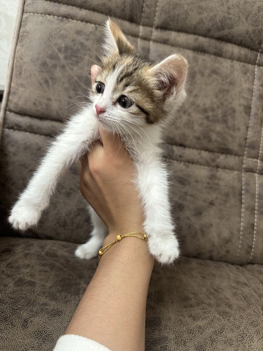 отдам котика в добрые руки