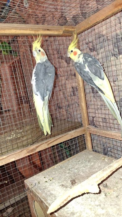 Продаются попугайи