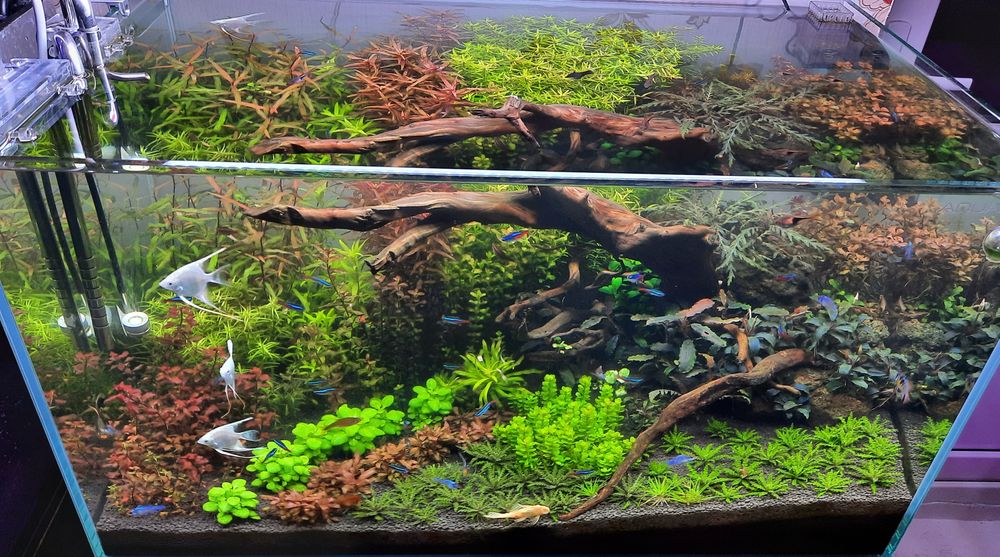 Vând ansamblu acvariu