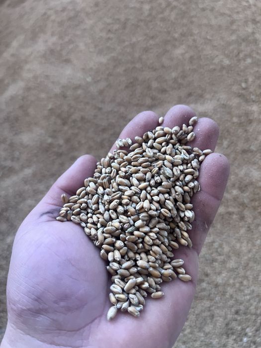 Vand grâu de panificatie de sămânță