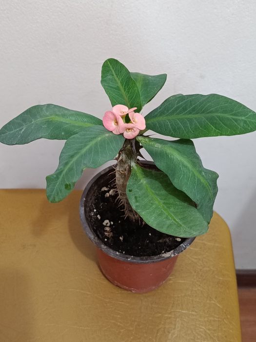 Продам домашние растения