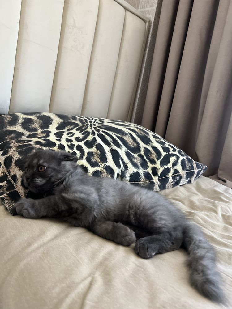 Котенок скотиш фолд 3 ойли огил бола