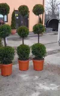 Plante Ornamentale Tuia