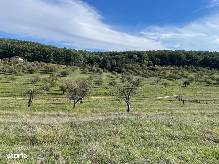 Teren intravilan Predesti Valea Merilor