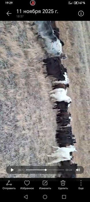 Ешкілер 60бас семіз