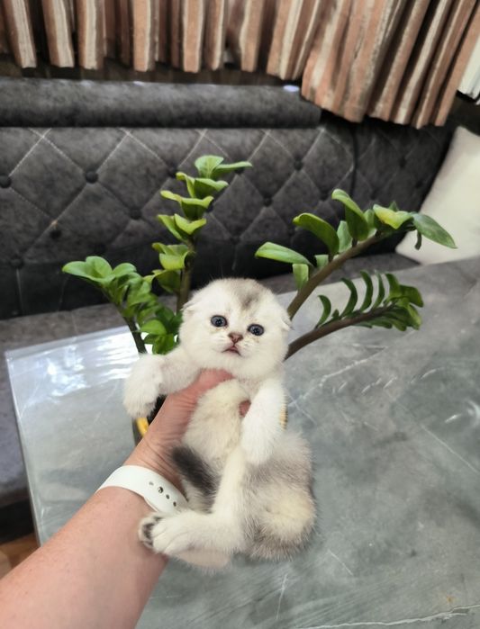 Котята от правильной вязки