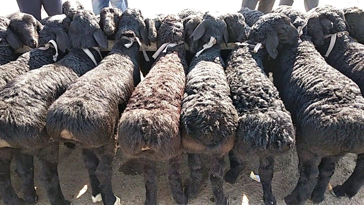 Маросимлар учун халол бокилган кучкорлар