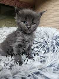 Descopera pisicile  Maine coon  blue  de la Maneky Cluj