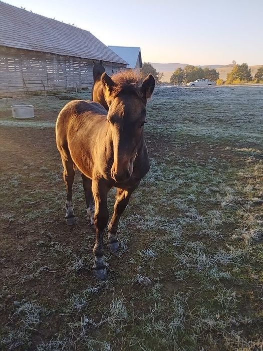 Se vinde un mânz armăsar de 5 luni, fără acte.