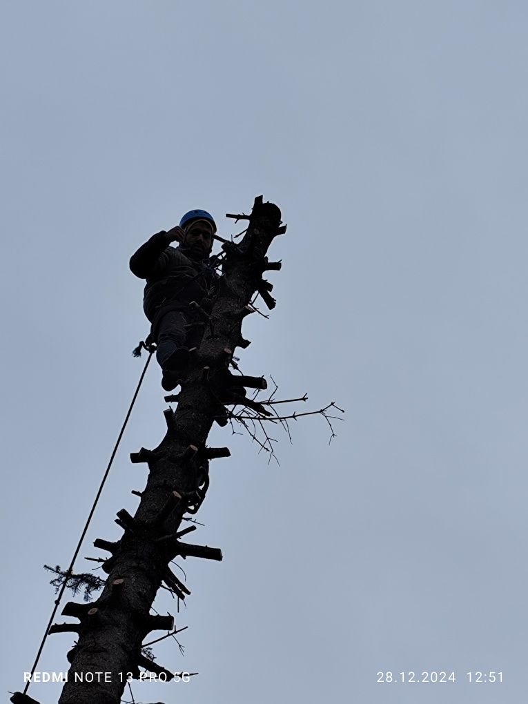 Tăiere copaci 24/7 alpinist utilitar bucurești si zonele limitrofe