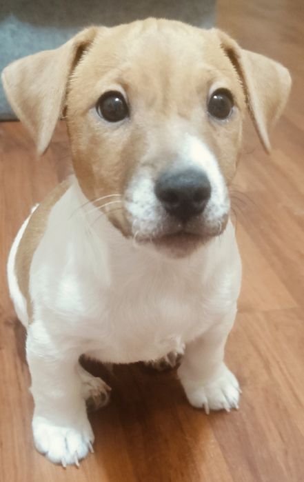 Шикарный перспективный щенок Джек Рассел терьер. Мальчик 2.5 месяца