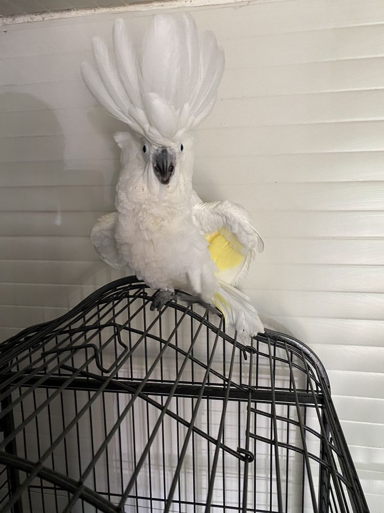 Papagal umbrella cockatoo