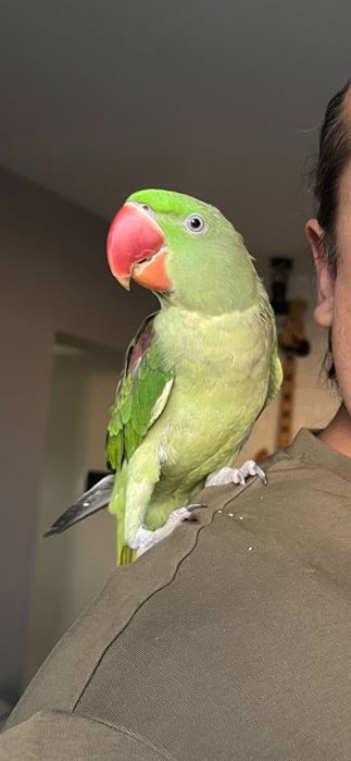 Papagal Marele Alexandru