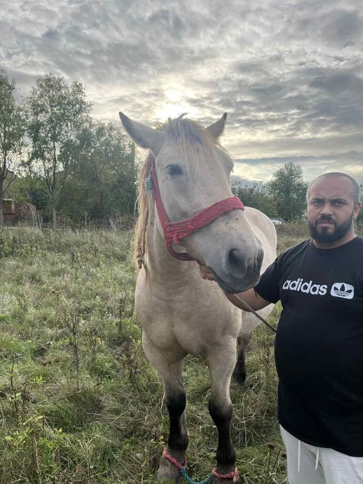 Cai și mânji de vanzare