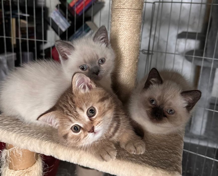 Британски котета