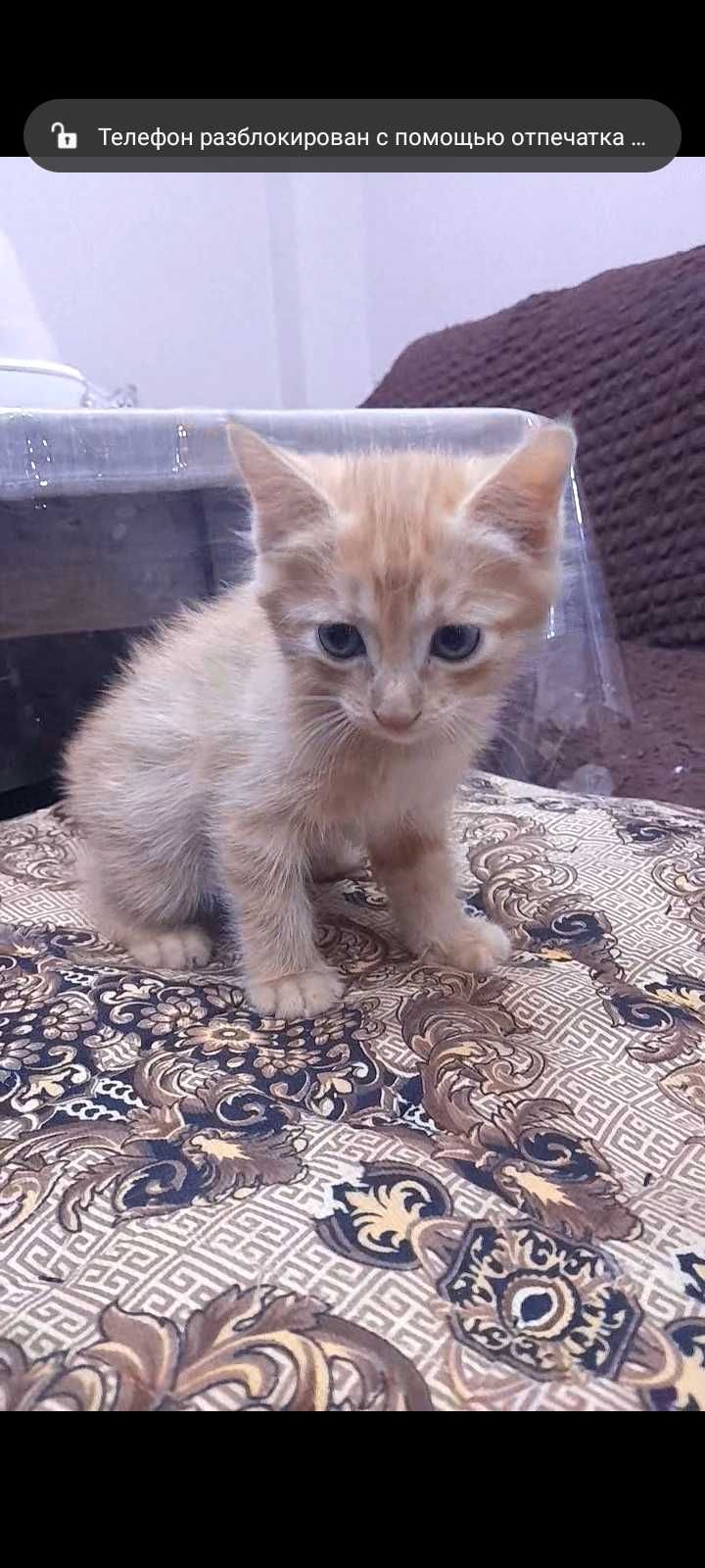Домашний котенок