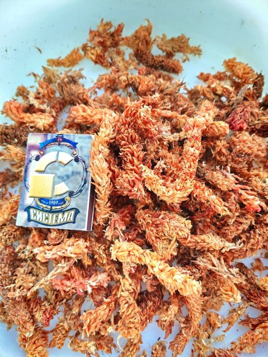 Мох сфагнум чилийский "Гусеница"