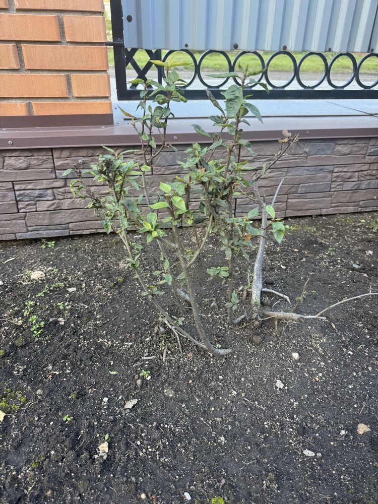 Продам кусты черноплодки