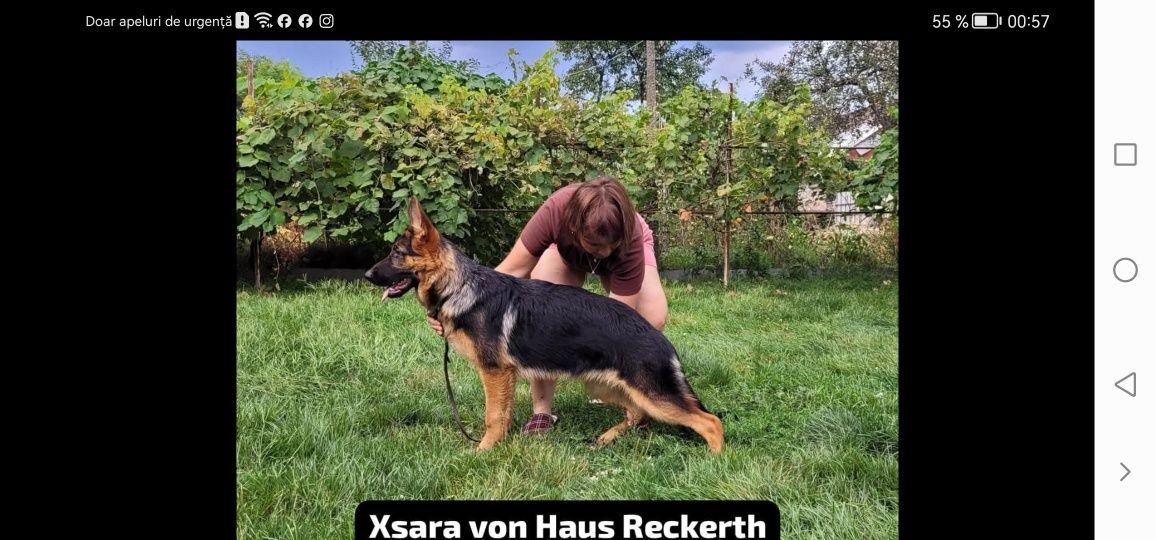Mascul ciobanesc german cu pedigree