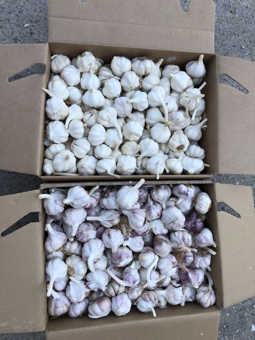 Usturoi pentru mezeluri si murat