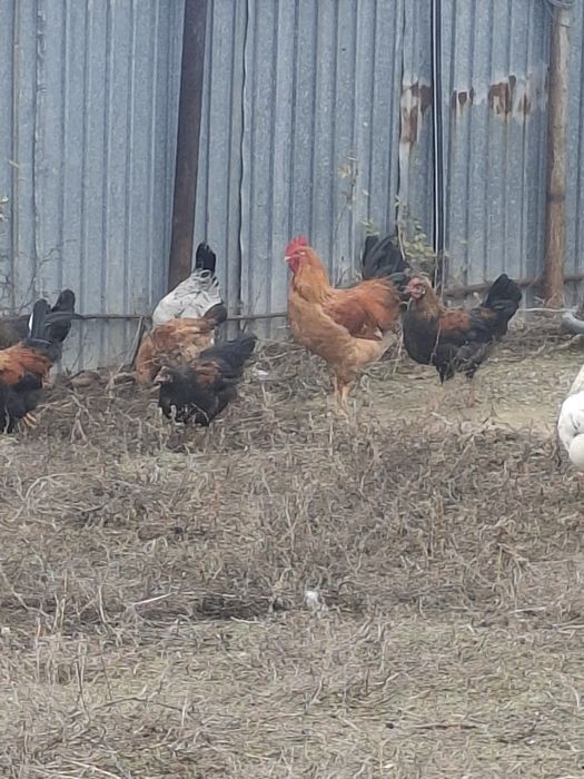 Продам петуха молодой