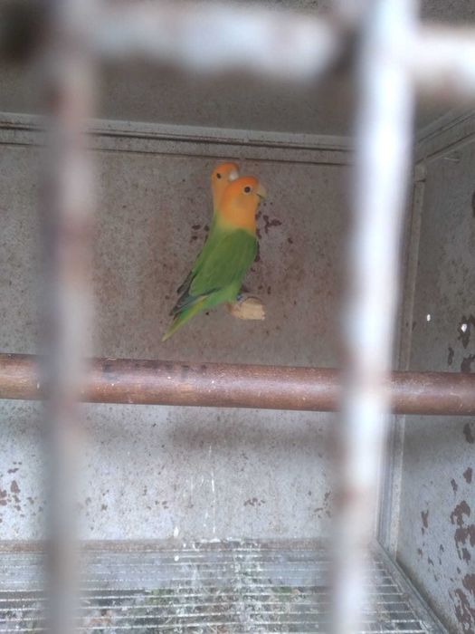 Vand Canari, Pescarusi Japonezi, Papagali Cantatori