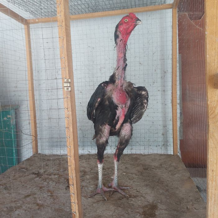 Ветнам  1.5 год  крупный  корпусник