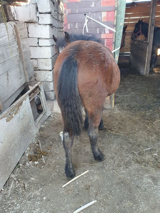 Vand manza de 5 luni blândă