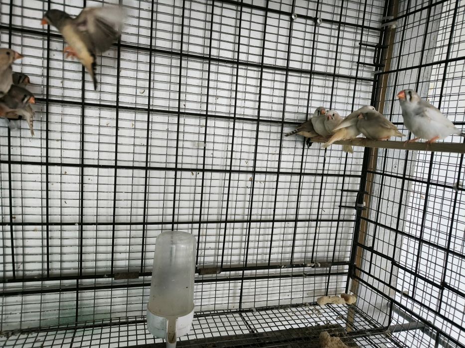 Зеброви амадини млади и работещи