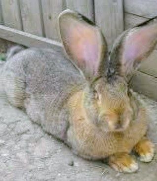 Iepuri uriaș German vârsta de 6 luni