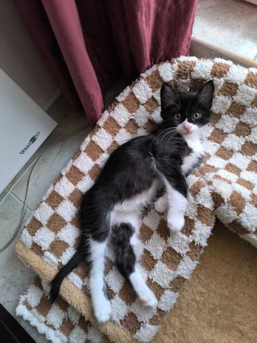 Котенце Пелмен търси дом