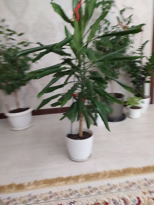 Продам драцена душистая