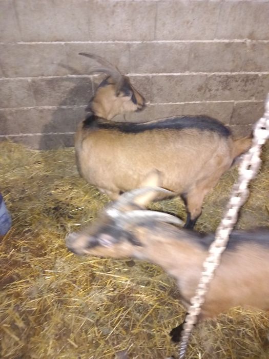 Vind capre alpin francez