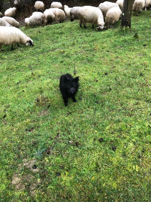 Vand berbecut negru