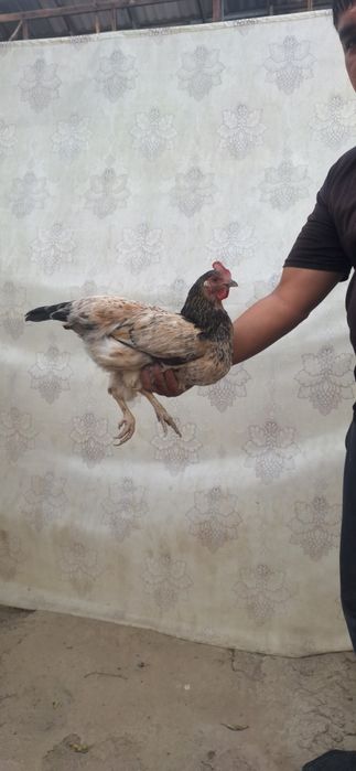 Макиён хашаки соглом