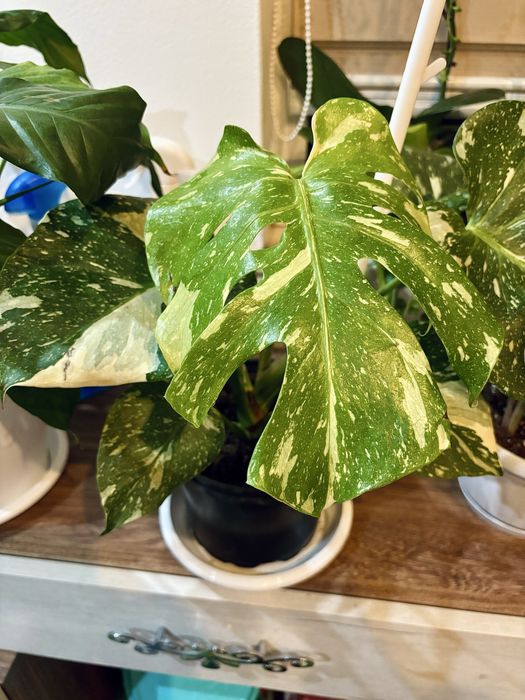 Monstera thai constellation