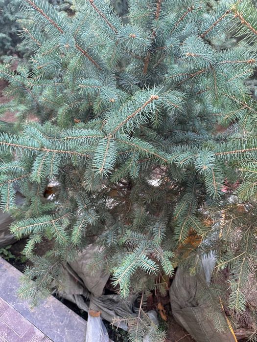 Голубой Ель( Кримский)