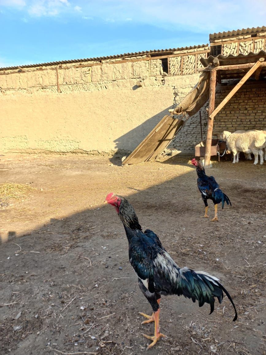 Kulangi xoʻrozlar sotiladi