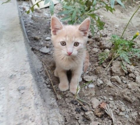 Tekinga !!! Yaxshi qaridgan bosela olila bomasa omela