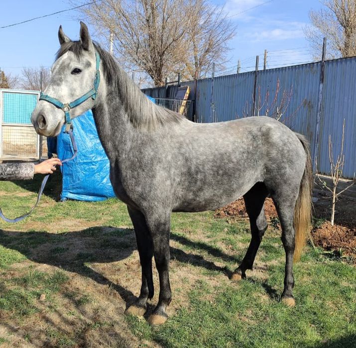 В продаже кобыла рысистой породы.